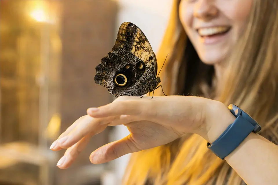 Muzeum Żywych Motyli – Bilet Wstępu w Krakowie