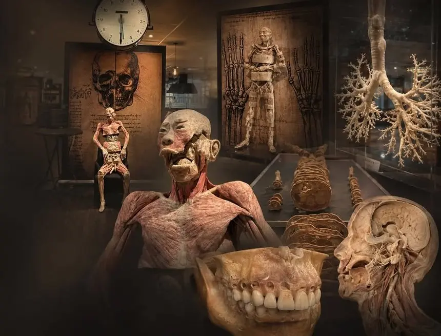 PRAWDZIWE CIAŁA LUDZKIE – wystawa anatomiczna w EXPO Łódź