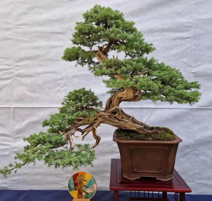Wystawa „Drzewa i krzewy w sztuce Bonsai” w Palmiarni